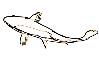 koi fish design sketch no background and PNG format