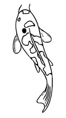 koi fish design sketch no background and PNG format