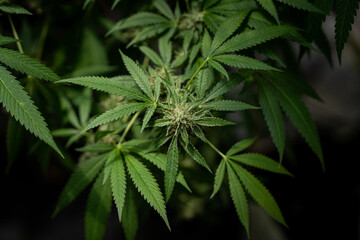 Naklejka na ściany i meble Close up photo of marijuana plants at indoor cannabis farm field. Hemp plants used for CBD and health