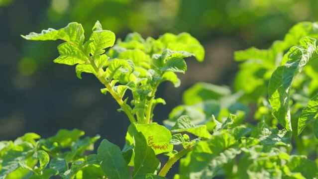 Green potato leaves with Colorado beetle eggs. Agriculture. Summer sunny day. Pests parasitize potatoes. Close up.