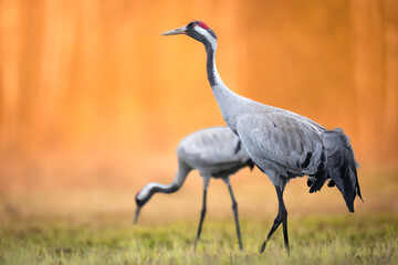 Wild common crane, grus grus, walking on hay field in spring nature. Large feathered bird landing on meadow from side view. Animal wildlife in wilderness - Powered by Adobe