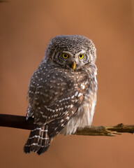 Pygmy owl Glaucidium passerinum little owl natural dark forest north parts of Poland Europe Knyszyn Primeval Forest