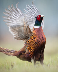 male Common pheasant Phasianus colchius Ring-necked pheasant in natural habitat, grassland in early winter