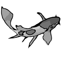koi fish design sketch no background and PNG format