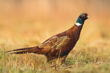 male Common pheasant Phasianus colchius Ring-necked pheasant in natural habitat, grassland in early winter