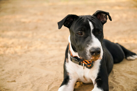 4 2024 month pitbull
