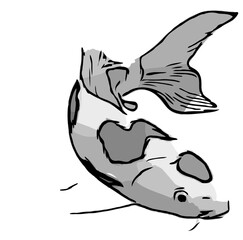 koi fish design sketch no background and PNG format