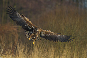 flying Majestic predator adult White-tailed eagle, Haliaeetus albicilla in Poland wild nature	