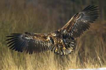 flying Majestic predator adult White-tailed eagle, Haliaeetus albicilla in Poland wild nature	