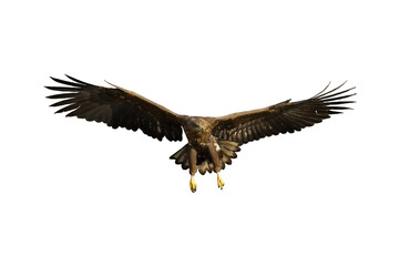 Birds of prey White tailed eagle haliaeetus albicilla isolated on white background flying juvenile bird