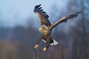 flying Majestic predator adult White-tailed eagle, Haliaeetus albicilla in Poland wild nature	