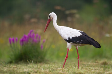 Bird White Stork Ciconia ciconia hunting time early spring in Poland Europe