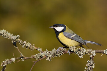 Obraz premium Colorful great tit ( Parus major ) perched on a tree trunk, photographed in horizontal, amazing background