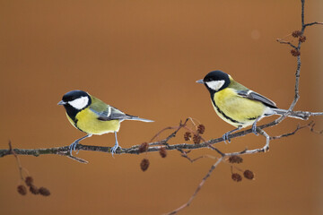Colorful great tit ( Parus major ) perched on a tree trunk, photographed in horizontal, amazing background
