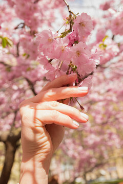Caucasian young woman's hand with pink manicure and blossom branch cherry sakura in bright sunshine. Vertical photo, closeup.