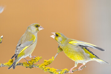 European greenfinch Chloris chloris or common greenfinch songbird winter time brown background