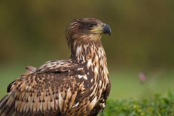Majestic predator White-tailed eagle, Haliaeetus albicilla in Poland wild nature juvenile bird	