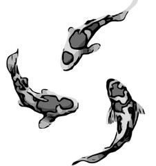 koi fish design sketch no background and PNG format