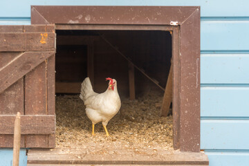 A white hen walks around the chicken coop on the farm © Dmitry