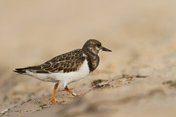 bird - Ruddy Turnstone migratory Arenaria interpres shorebird, migratory bird, Poland Europe Baltic Sea