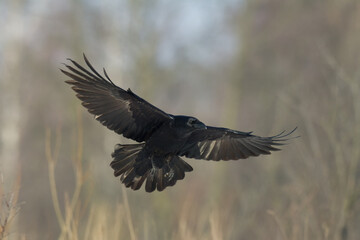 Bird Common Raven Corvus corax, dark style big black scary bird flying, Helloween	