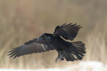 Bird Common Raven Corvus corax, dark style big black scary bird flying, Helloween	