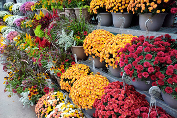 Chrysanthemum flower in the pot for sale in the supermarket