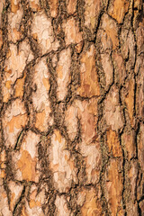 Close-up of the brown bark of an old pine tree, suitable as a natural background texture