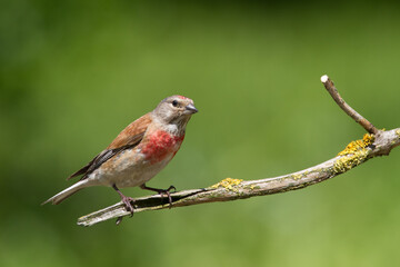 Bird Linnet Carduelis cannabina male, bird is bathing, summer time Poland, Europe green background