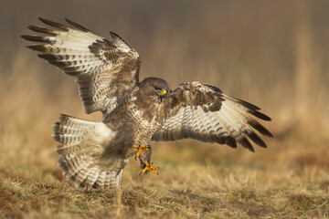 landing Common buzzard (Buteo buteo) in the fields in winter snow, buzzards in natural habitat, hawk bird on the ground, predatory bird close up winter bird