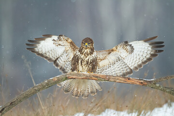 landing Common buzzard (Buteo buteo) in the fields in winter snow, buzzards in natural habitat,...
