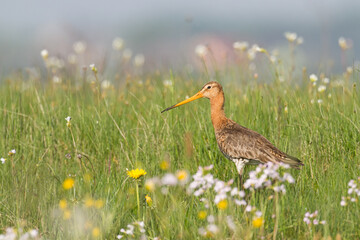 Bird with long beak Black-tailed Godwit Limosa limosa walking on green meadow spring time in Narew river valley, Poland Europe	