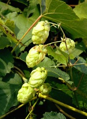 humulus lupulus - Cannataceae family plant with growing green cones
