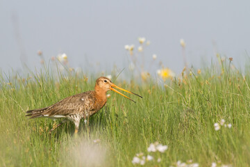 Bird with long beak Black-tailed Godwit Limosa limosa walking on green meadow spring time in Narew river valley, Poland Europe	