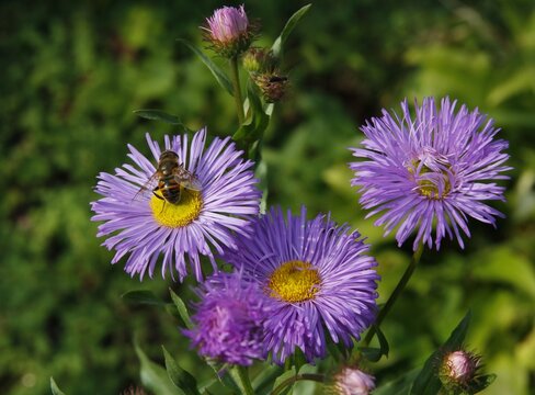 pretty purple and lila flowers of aster plants close up in the garden