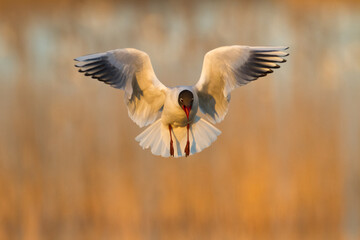 Bird black-headed gull Chroicocephalus ridibundus in flight spring time Poland, Europe