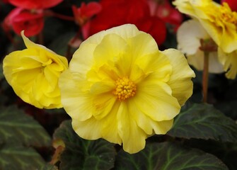 pretty,multicolor flowers of begonia in the garden close up