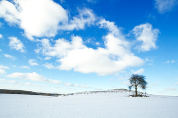 silhouette of lonely tree on the hill in Poland, Europe on sunny day in winter, amazing clouds in blue sky