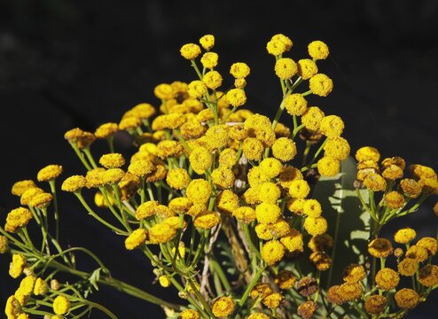 wild plant tancy blossoming on meadow