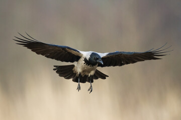 Bird - flying Hooded crow Corvus cornix in amazing warm background Poland Europe
