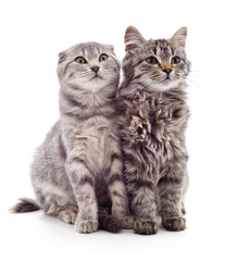 Two gray cat.