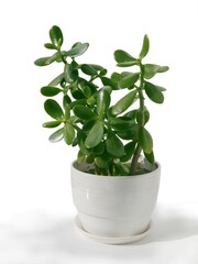 green,freshy succulent potted plant Crassula