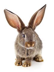 One red rabbit.