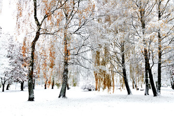 Landscape winter attack in city park, fresh snow on the trees with colourful leafs, Beautiful winter scenery
