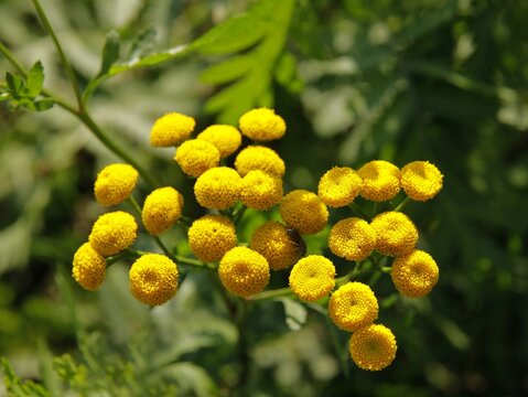 wild plant tancy blossoming on meadow
