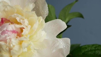 Water rain drops on peony flowers spring bloom, floral blossom of paeony. Springtime moist botanical flora. Pastel color paeonia inflorescence. Bouquet. Dew or raindrops on spring wet petals. Droplets
