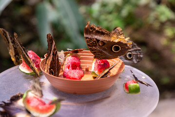 Schmetterling in Costa Rica