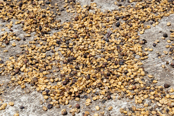 Besuch auf der Kaffee Plantage