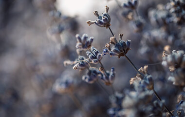 Dried lavender flowers, macro shot, blurred background.