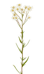 Fototapeta na wymiar Achillea (Achillea macrocephala) flower